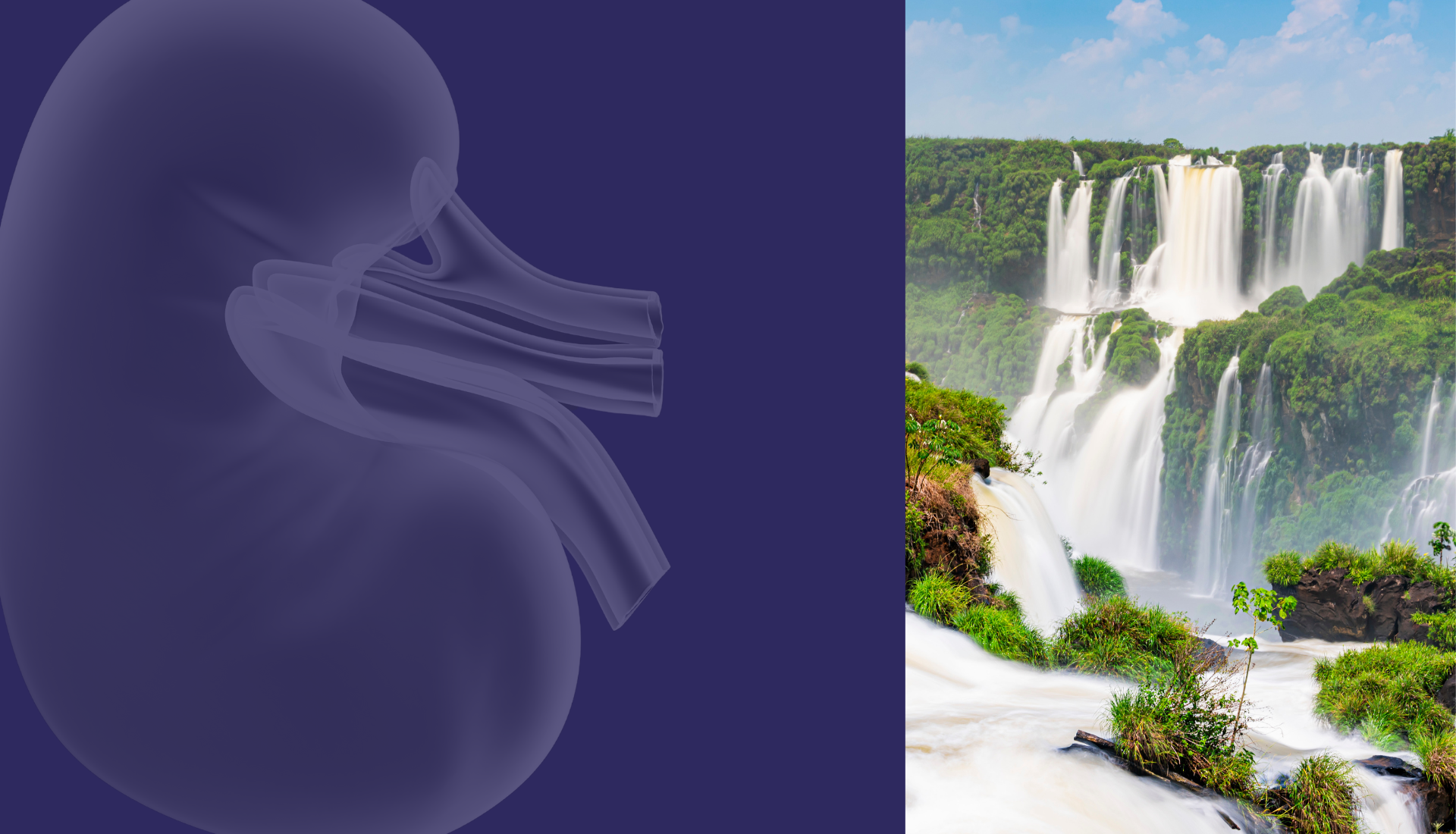 DICAS PRECIOSAS PARA EVITAR DOENÇAS RENAIS