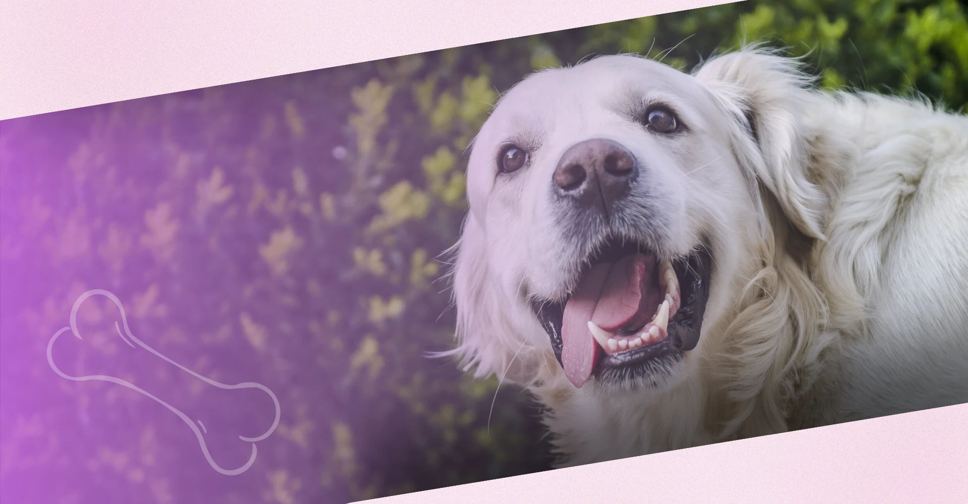 Amor e Profissionalismo <br>24 horas por dia!