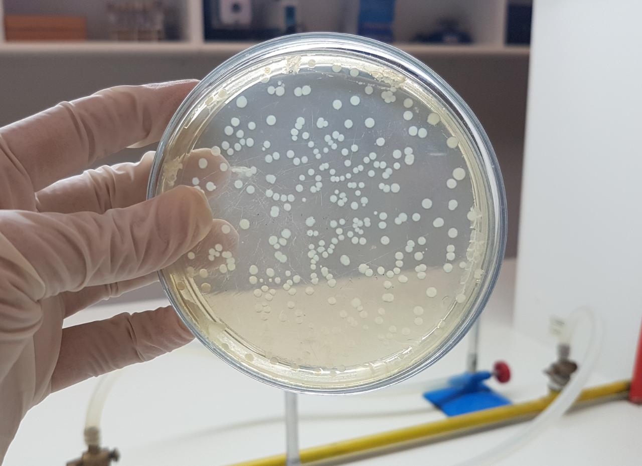 PESQUISA-BACTERIAS-DO-INTESTINO--1- PESQUISA-BACTERIAS-DO-INTESTINO--1-