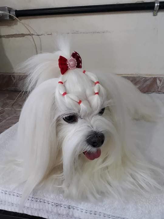 87187690_105519727717877_7549594973474127872_n