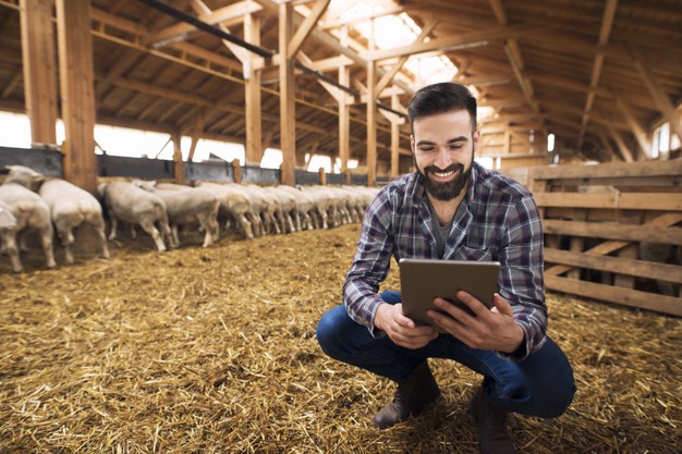 portrait-successful-farmer-cattleman-sheep-barn_342744-430