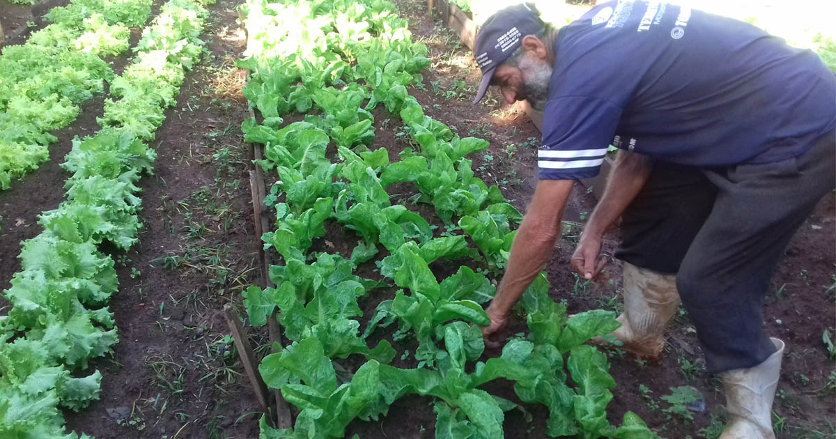 Aparecido trabalha na Horta Comunitária da Cohab IV