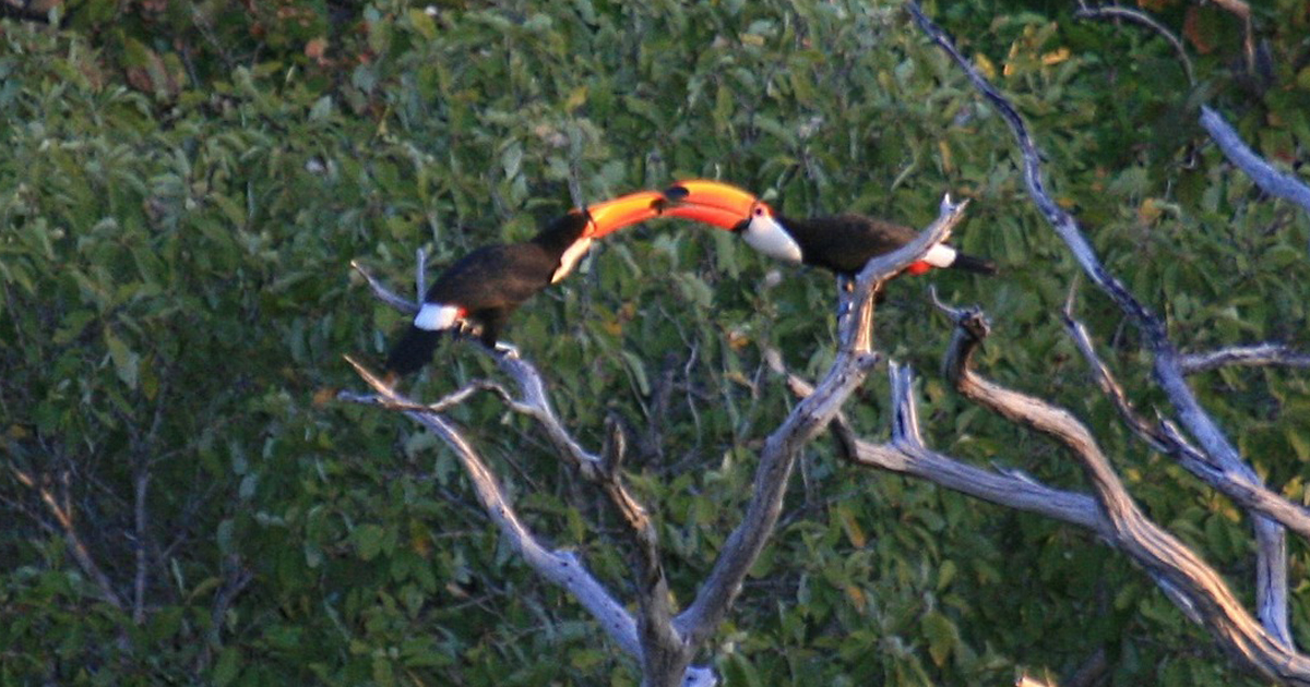 APA tem uma enorme variedade de espécies de pássaros e primatas