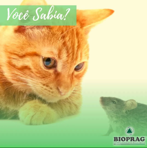 Captura de tela 2022-12-01 113047