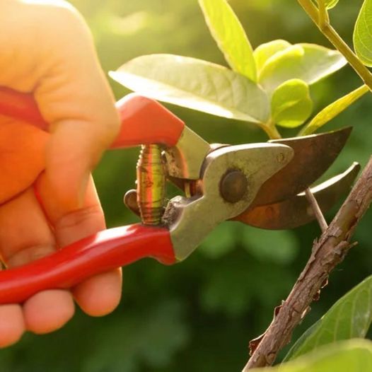 BENEFÍCIOS DA PODA PARA SUAS PLANTAS