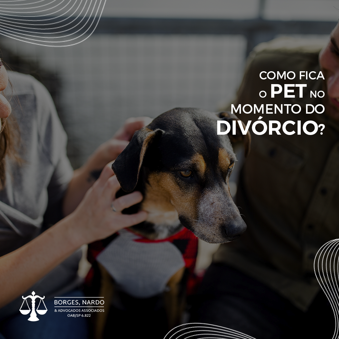 3- Divórcio e a Guarda do Pet