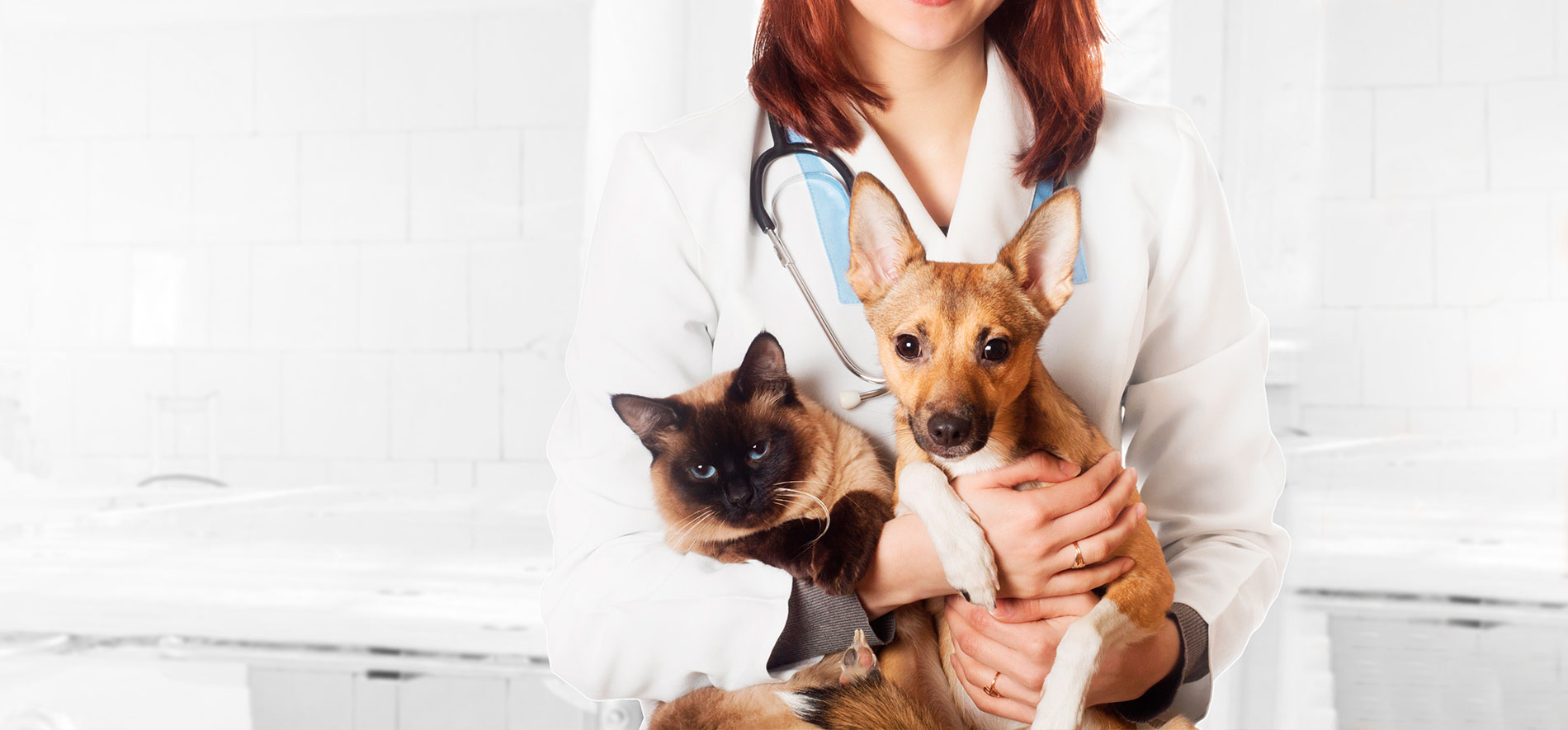bg-convenio-pet-caes-gatos-medico-veterinario