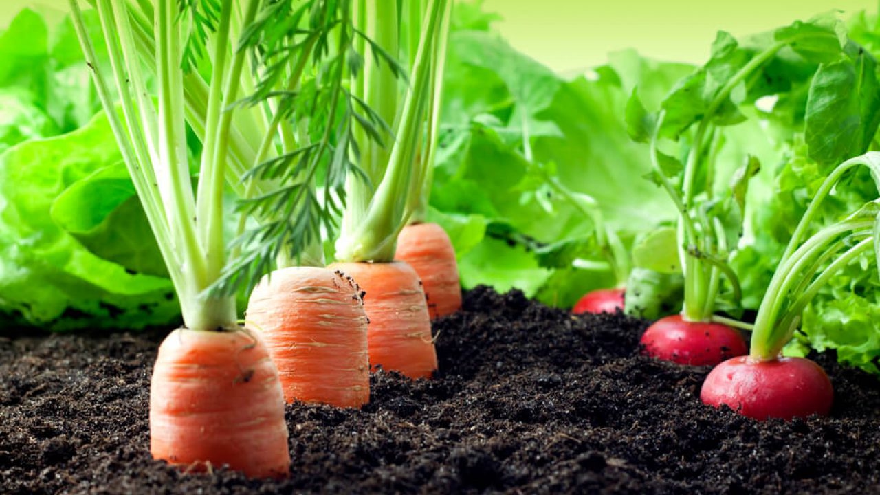 horta-em-casa-como-fazer-e-quais-os-cuidados-necessarios-1280x720