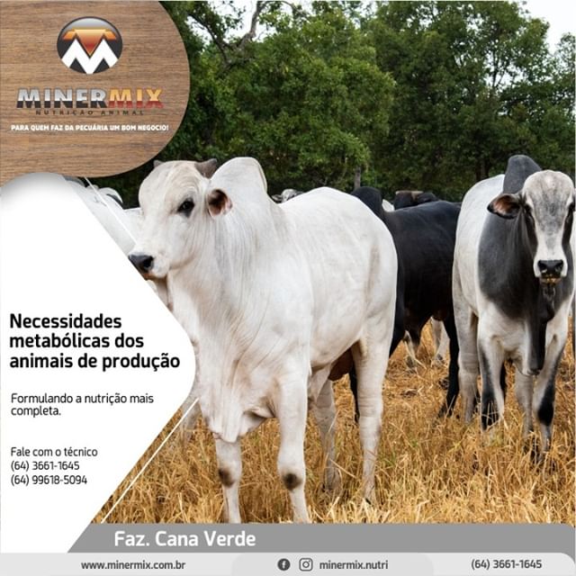 70488020_680523319114247_8485874446960839080_n