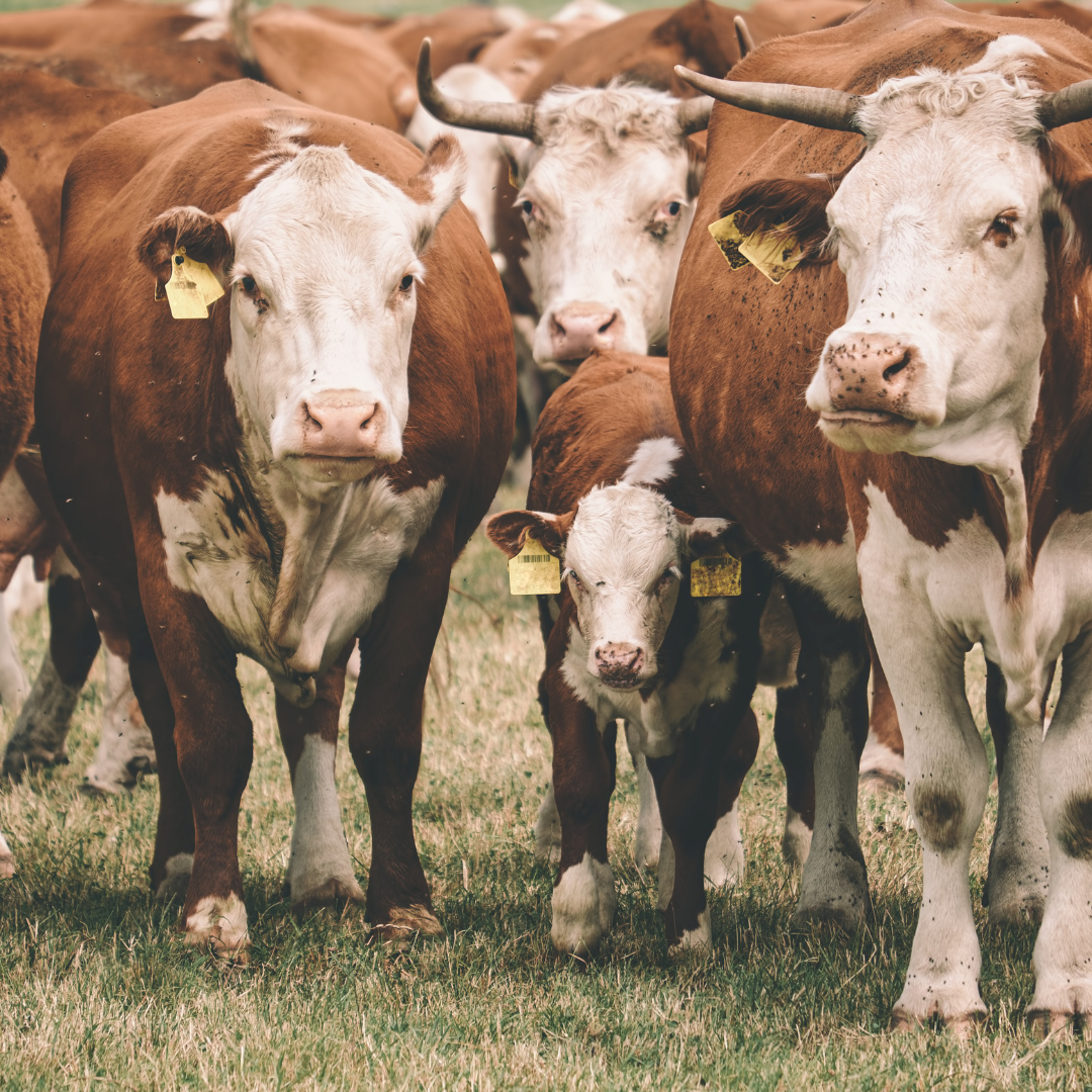 Ligue 064-3661-6639 ou WhatsApp (15)