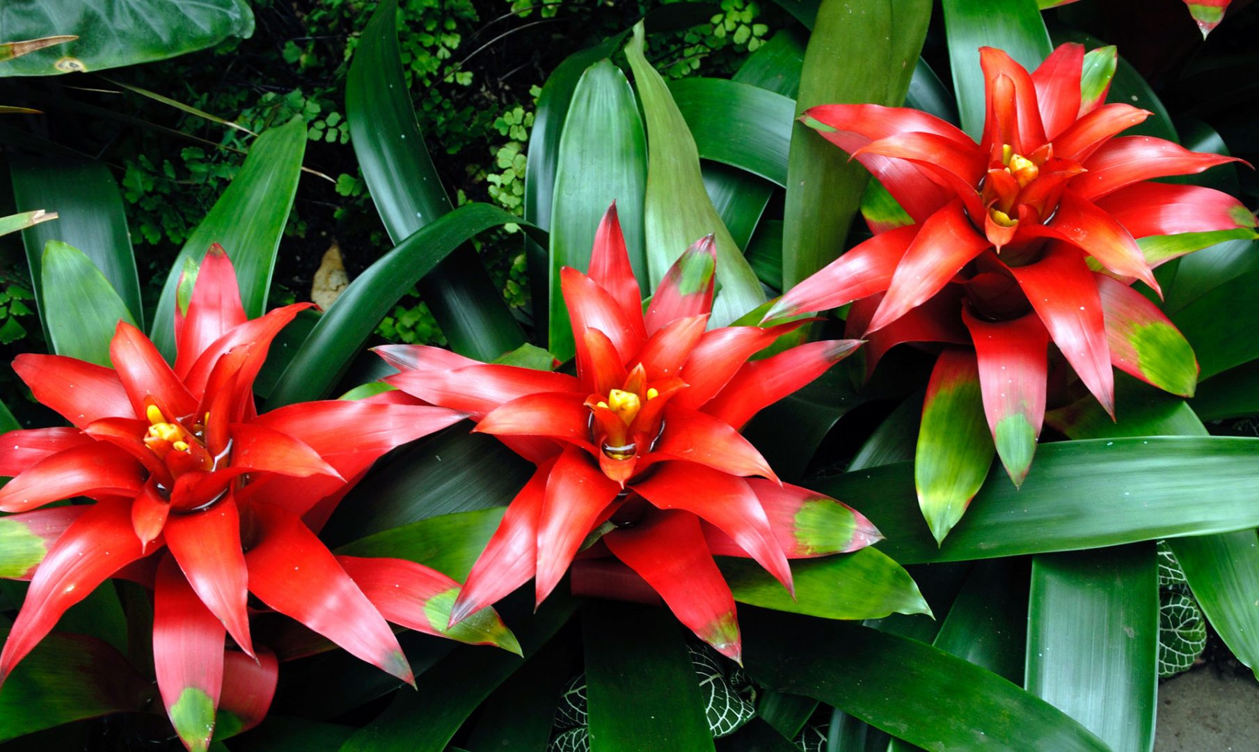 bromeliad-flower
