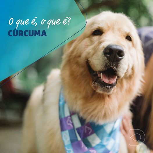 cúrcuma