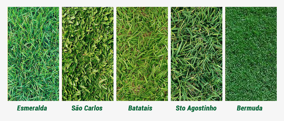 Tipos de grama