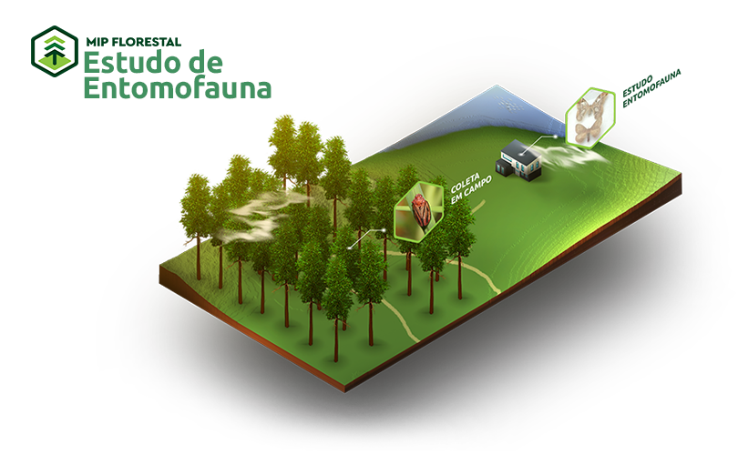 3-estudo-de-entomofauna-site 3-estudo-de-entomofauna-site