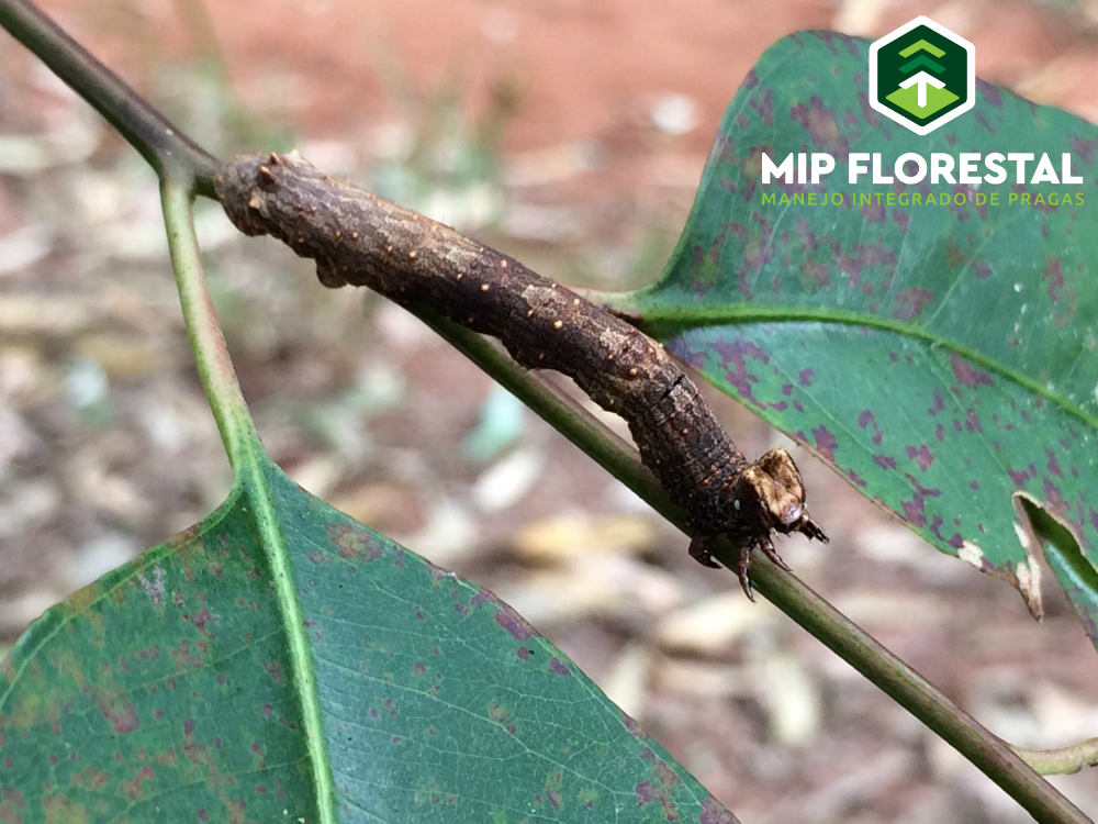 MIPFlorestal_Lagarta_Tarnobia MIPFlorestal_Lagarta_Tarnobia