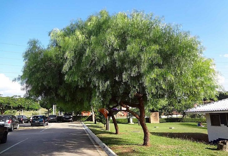 arvore-para-calcada-8-ok