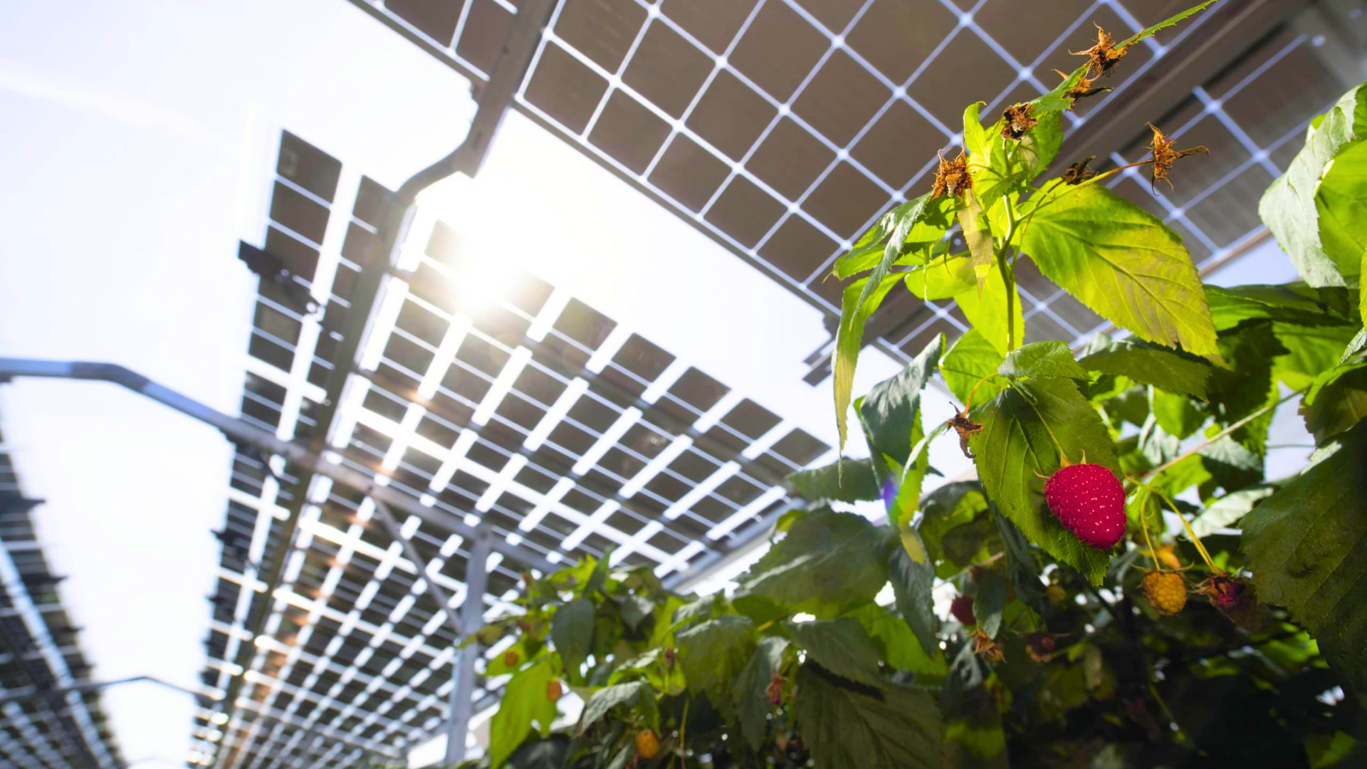 Edições de capas (6)