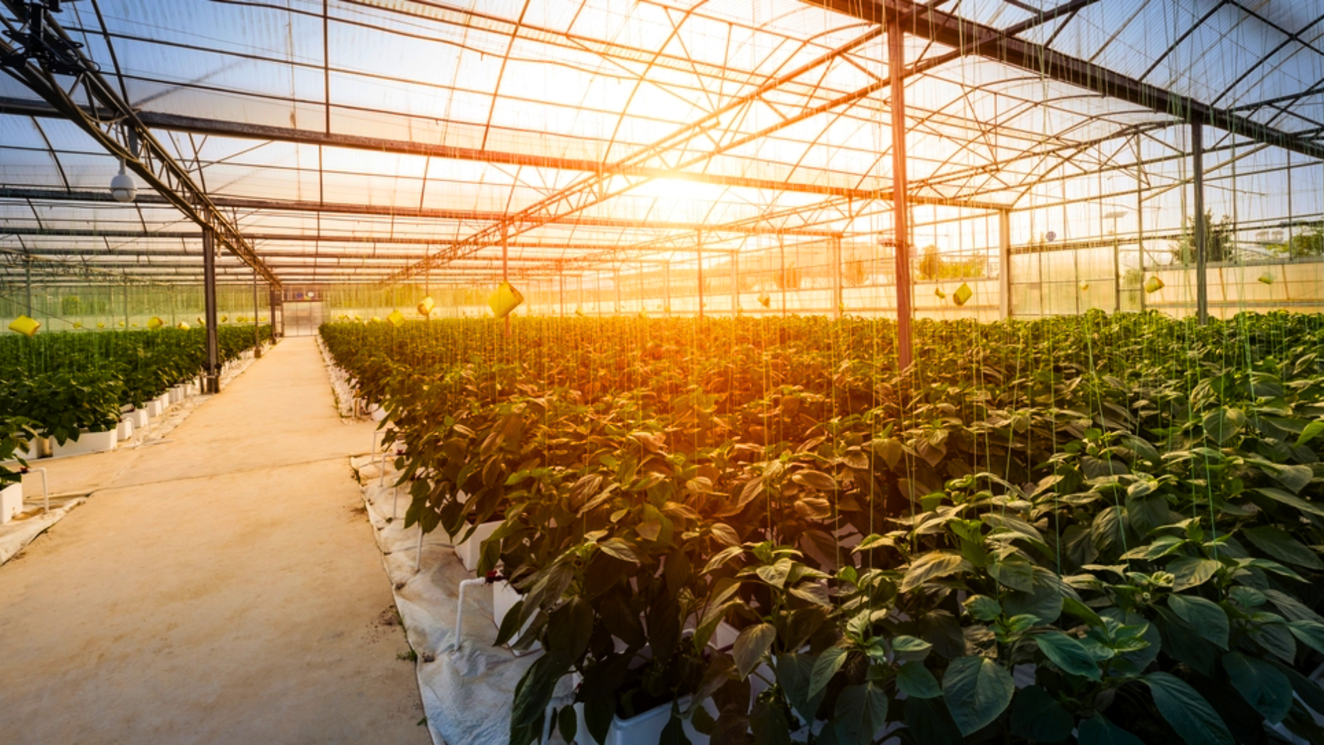 Edições de capas (13)