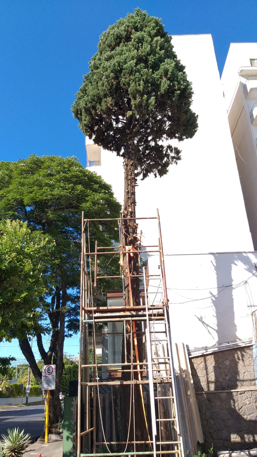 corte-de-pinheiro-de-19-metros-de-altura-visual-jardinagem-bauru corte-de-pinheiro-de-19-metros-de-altura-visual-jardinagem-bauru