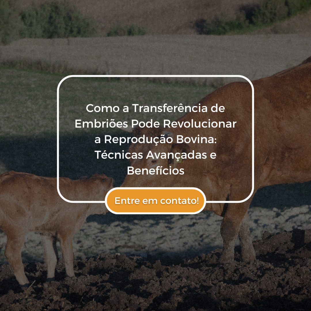 Como os Espelhos Podem Transformar Seu Espaço Dicas de Estilo e Funcionalidade (4)